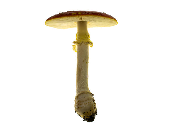 champignon crapaud rouge isolé sur fond blanc - mushroom fly agaric mushroom photograph toadstool photos et images de collection