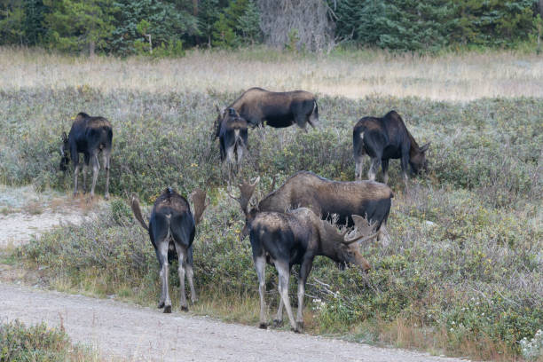 istock Moose in the Colorado Rocky Mountains 1337623286