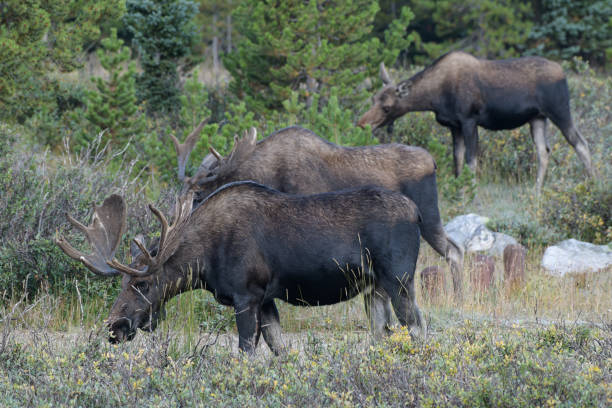 istock Moose in the Colorado Rocky Mountains 1337623364