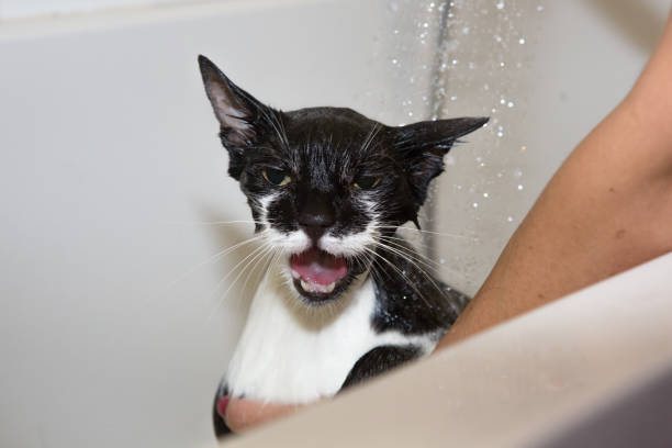 Bathing a Cat stock photo