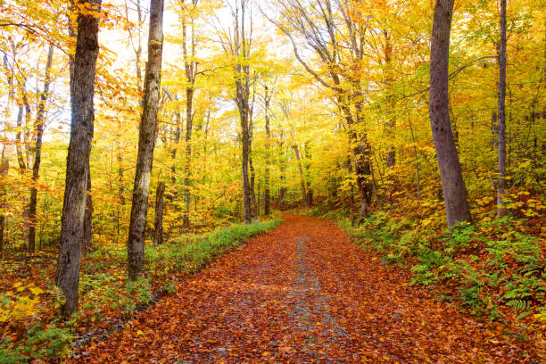istock Autumn trail on Mount Greylock in the Berkshires 1337625058