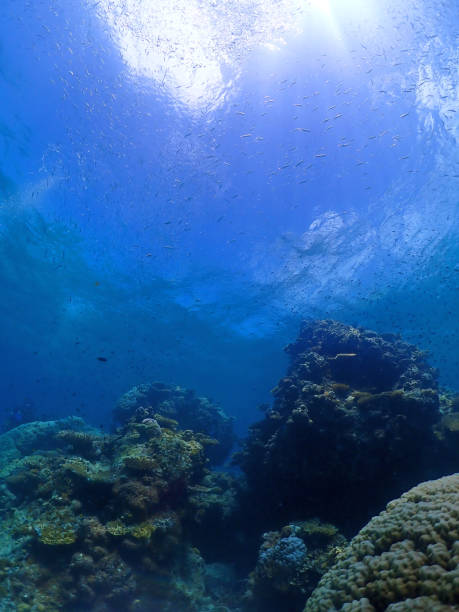 istock Diving spot,  Ishigakijima sea 1337625172