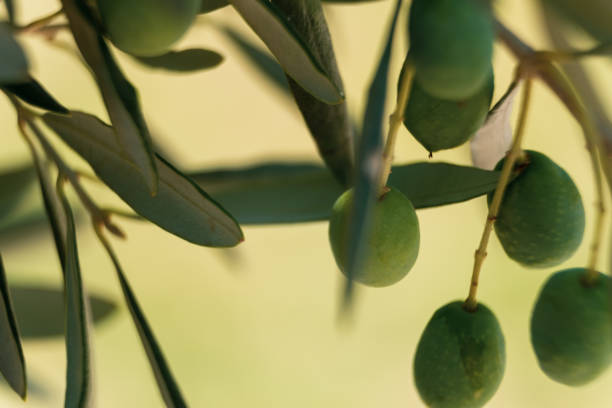 istock Olives on the branch 1337627710
