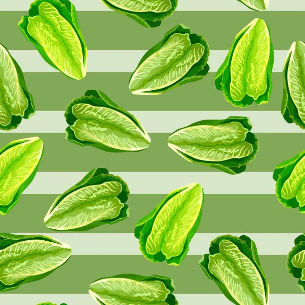 Vector illustration of Seamless pattern lettuce Romano on stripe green background. Beautiful texture with salad.