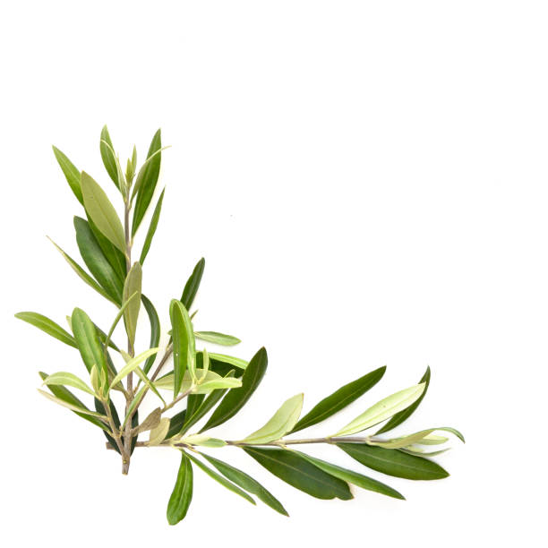 istock green olive branch photos, isolated on white 1337631079