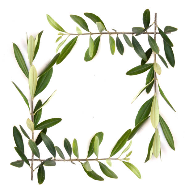 istock green olive branch photos, isolated on white 1337631122