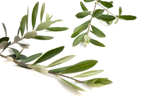 istock green olive branch photos, isolated on white 1337631152