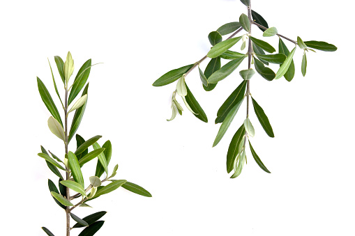 olive branches without fruit isolated on white background.