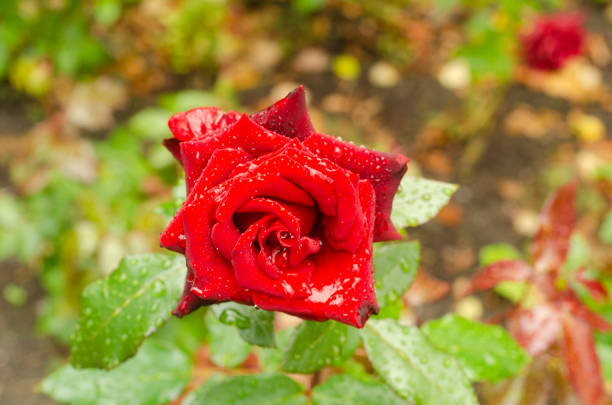 istock an open red rose bud in the garden 1337631364