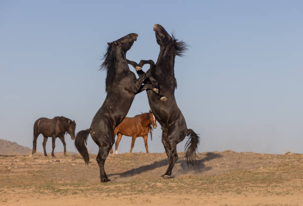 a pair of wild horse stallions fighting in spring in the Utah desert