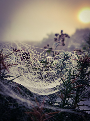 Frozen spiders web