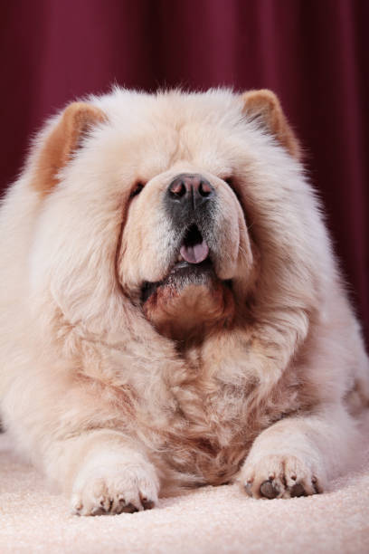 チャウチャウ犬のポルテ、カニス・ルプスの親しみやすさ - chow domestic animals animal beautiful ストックフォトと画像