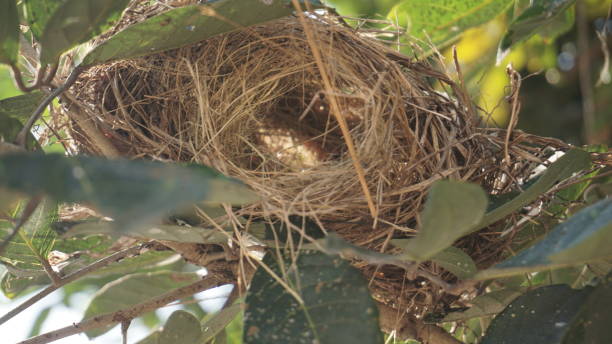 istock Bird's nest on the tree among the green leaves 1337634236