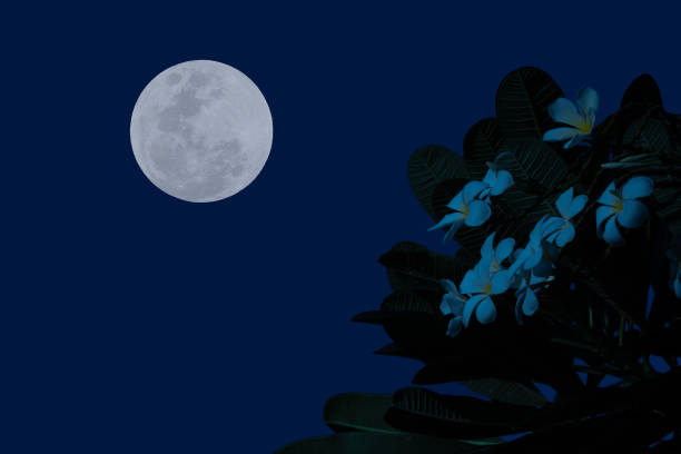 istock Full moon on the sky with flowers tree branch at night. 1337635457