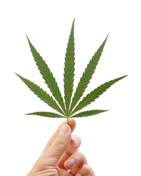 istock Female hand holding hemp leaf on white background. 1337635692