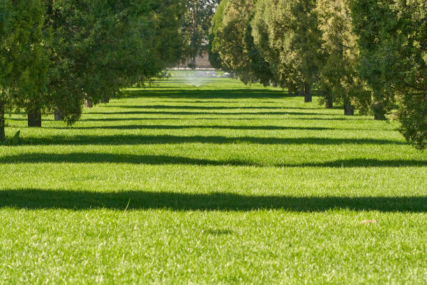 Trees and grass area in a public city park