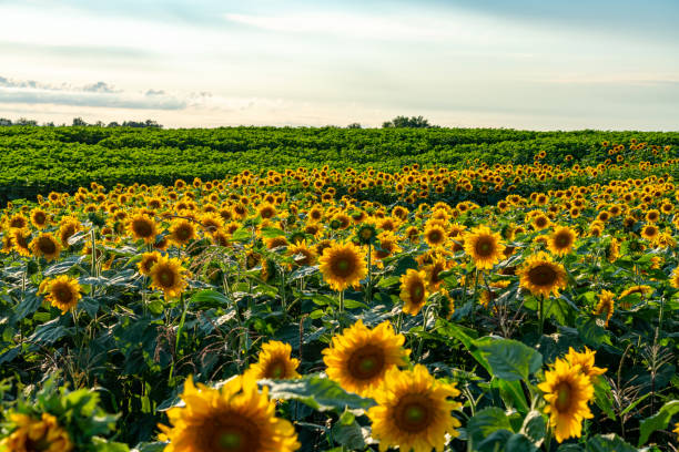 istock Sunflower Field at Sunset, Cookstown, Ontario, Canada. 1337636477