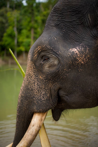 l'elefante sta mangiando foglie di cocco - safari animals asia palm tree animals in the wild foto e immagini stock