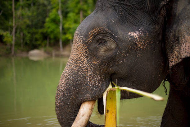 l'elefante sta mangiando foglie di cocco - safari animals asia palm tree animals in the wild foto e immagini stock