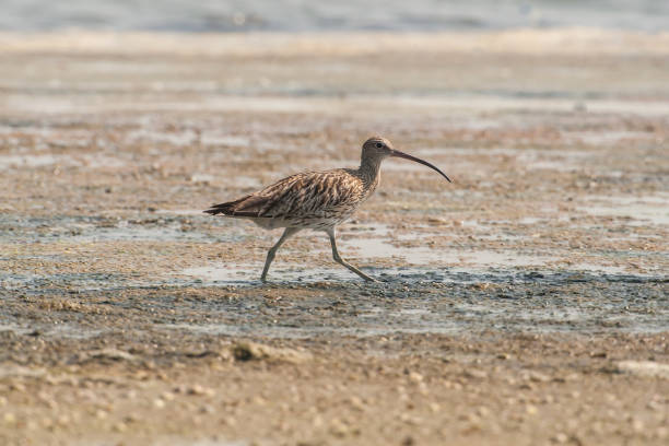 Eurasian Curlew (Numenius arquata) feeding by the sea.