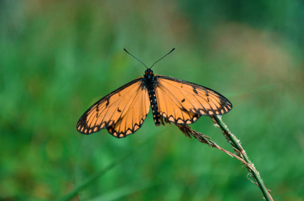 istock Beautiful butterfly sitting on the grass 1337642199