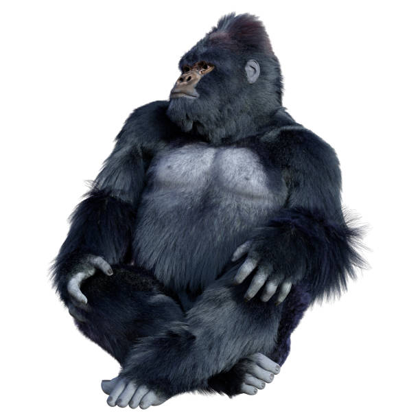 istock 3D illustration black gorilla ape on white 1337643788