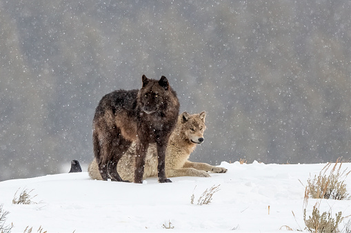 Wolves of the wapiti pack posing (sitting and laying down) in deep snow in Yellowstone National Park. Wolf is one of the wapiti pack of Yellowstone. Photo capture near the Tower Junction in late March on a chilly day with snow covering the ground. Tower junction is between, Tower falls, Mammoth Hot Springs / Gardiner, Montana and Cooke City Montana. Major cities nearby are Bozeman and Billings Montana and Jackson Wyoming. A dead bison (buffalo) had drawn the wolf to this location.