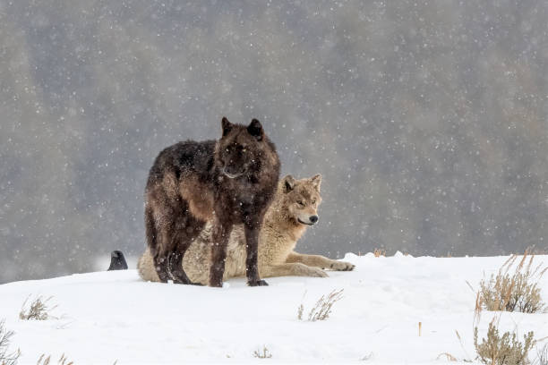 wilki z wapiti razem pozują w śniegu w parku narodowym yellowstone - tongue mountain zdjęcia i obrazy z banku zdjęć
