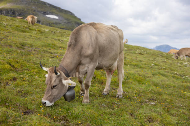 hermosas vacas están comiendo un poco de hierba. maravillosa vaca está protagonizando a la cámara. increíble día de senderismo en una de las zonas más bellas de suiza llamada pizol en el cantón de san galo. - switzerland hiking boot outdoor pursuit recreational pursuit fotografías e imágenes de stock