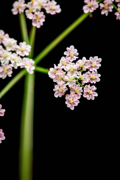 istock Heracleum sphondylium Wiesen-Baerenklau macro 1337645973