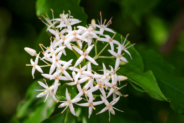 istock Ligustrum vulgare common privet 1337645978