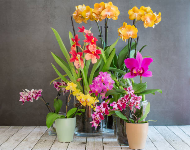 collezione di orchidee in fiore - phalaenopsis, cattleya und beallara nelly isler - idler foto e immagini stock