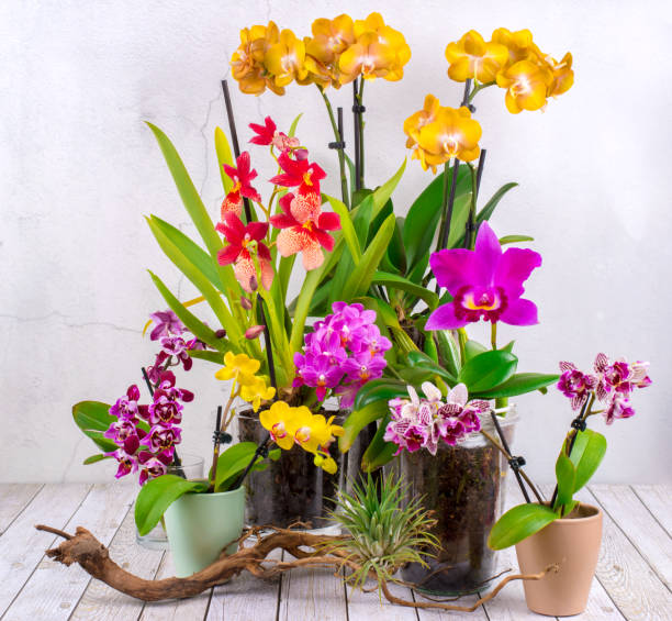 collezione di orchidee in fiore - phalaenopsis, cattleya und beallara nelly isler - idler foto e immagini stock