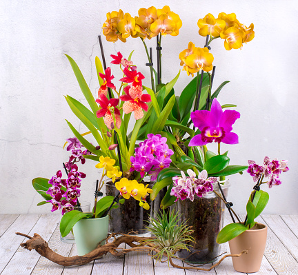 Collection of flowering orchids  - Phalaenopsis, Cattleya und Beallara Nelly Isler