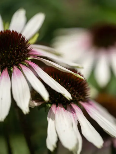 Photo of Echinacea or coneflower