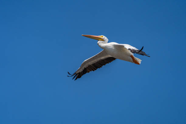 istock Pelican Flying Against Blue Sky 1337647833