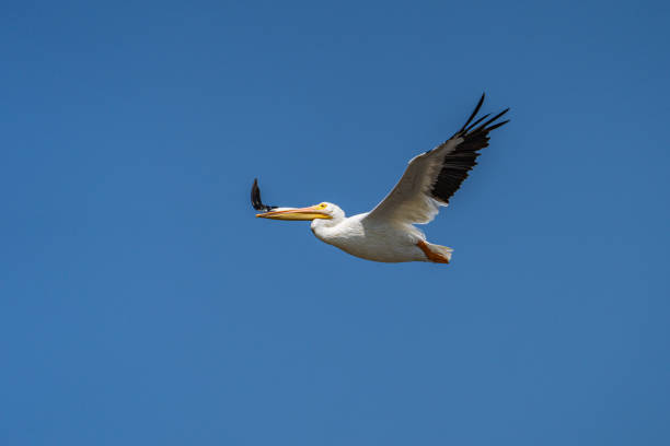 istock Pelican Flying Against Blue Sky 1337647853
