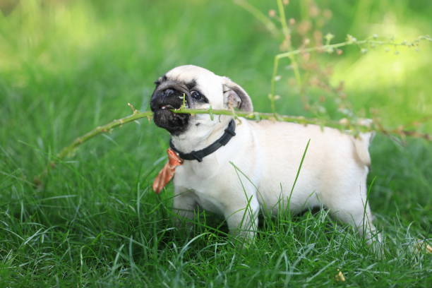 istock cute puppy pug dog playing on in the yard 1337648431