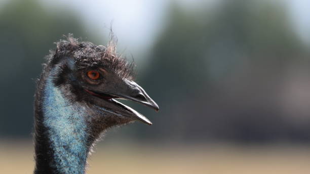 istock portrait of an ostrich 1337650497