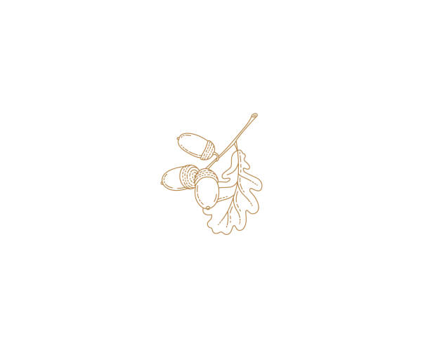 벡터 가을 오크 잎과 도토리. 리디지드, 라인 아트 스타일의 디자인을위한 요소. - oak leaf stock illustrations
