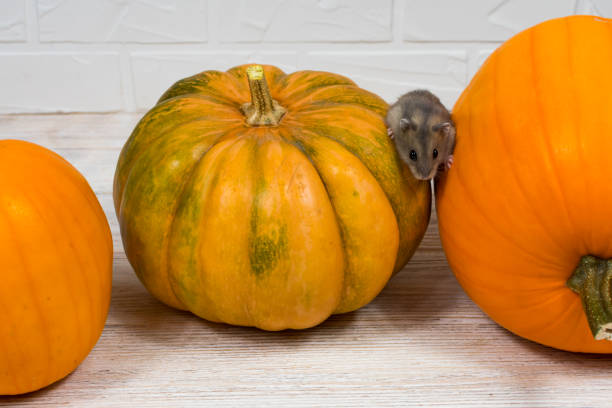 A brown hamster crawls from above on an orange pumpkin on a white background. Childbirth concept
