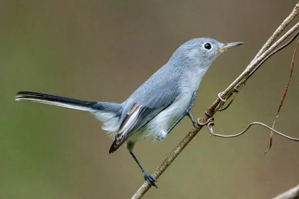 A Blue-Gray Gnatcatcher perched on a twig.