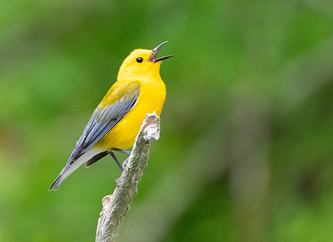 A yellow prothonotary warbler perched on a branch and singing.
