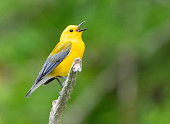 A Prothonotary Warbler Singing on a Branch