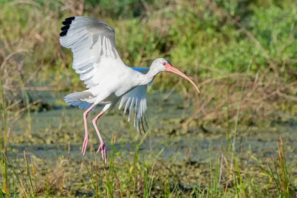 A white ibis landing on wetlands.