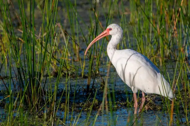 A white ibis on wetlands.