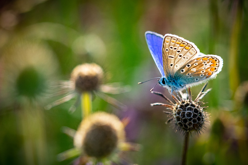 A common blue butterfly basking in the golden afternoon sun.
