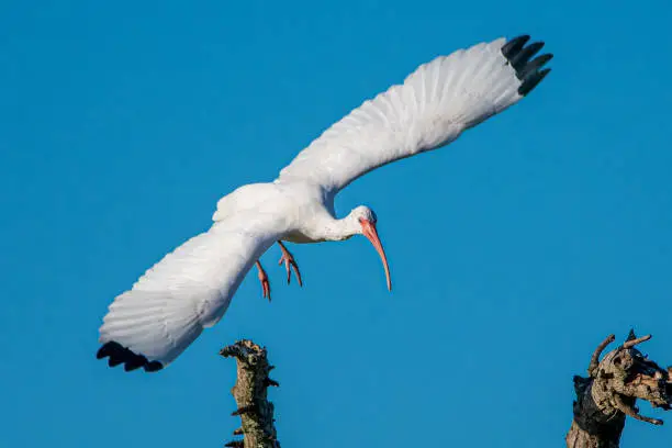 A white ibis in flight with outstretched wing