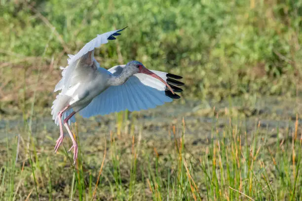 A white ibis landing on wetlands.