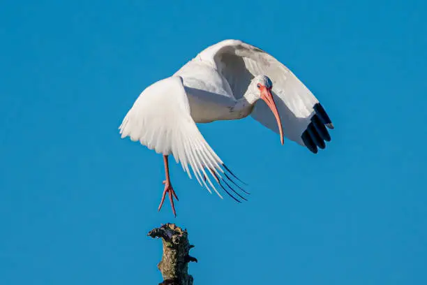 A white ibis taking off from a perch.